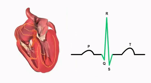 Triệu chứng của bệnh rối loạn tim nhịp xoang