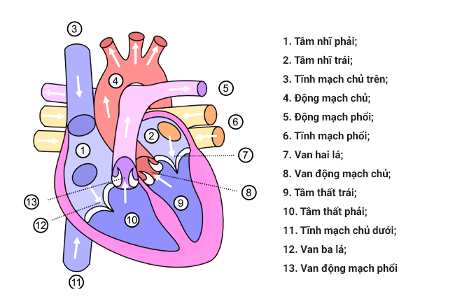 Tim người có mấy ngăn? Hoạt động bơm máu diễn ra như thế nào?