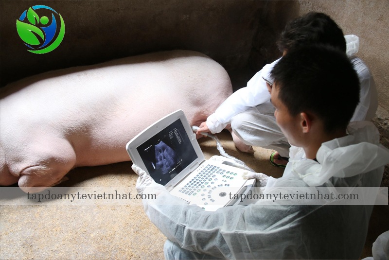 kết quả siêu âm lợn trên mẫu máy dawei dw-vet3