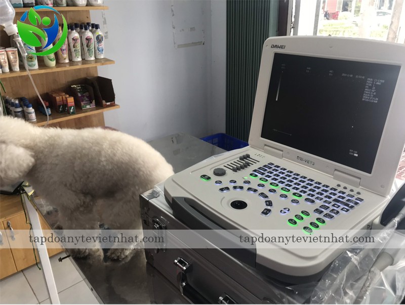 siêu âm chó với dawei dw-vet3