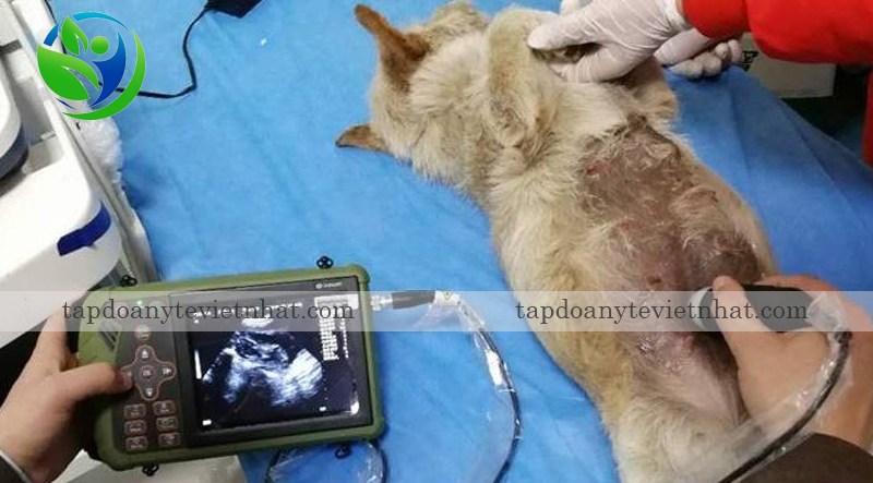 siêu âm mèo với dawei dw-vet5