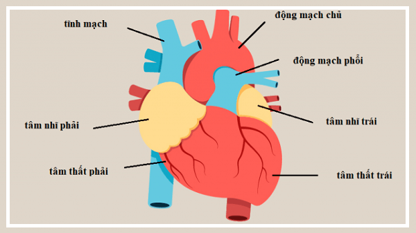 4 Ngăn Của Tim: Cấu Tạo, Chức Năng Và Hoạt Động Của Trái Tim Con Người