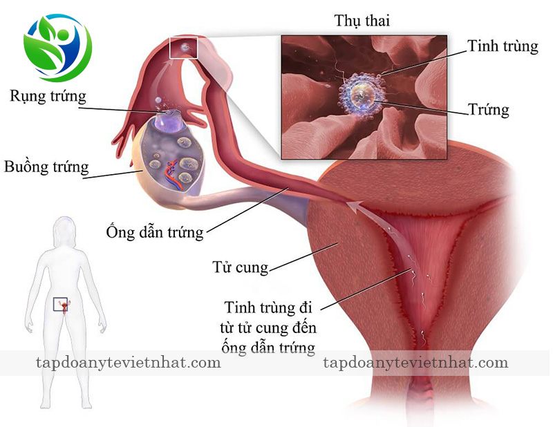 Thai 3 tuần là thời điểm đang di chuyển vào tử cung