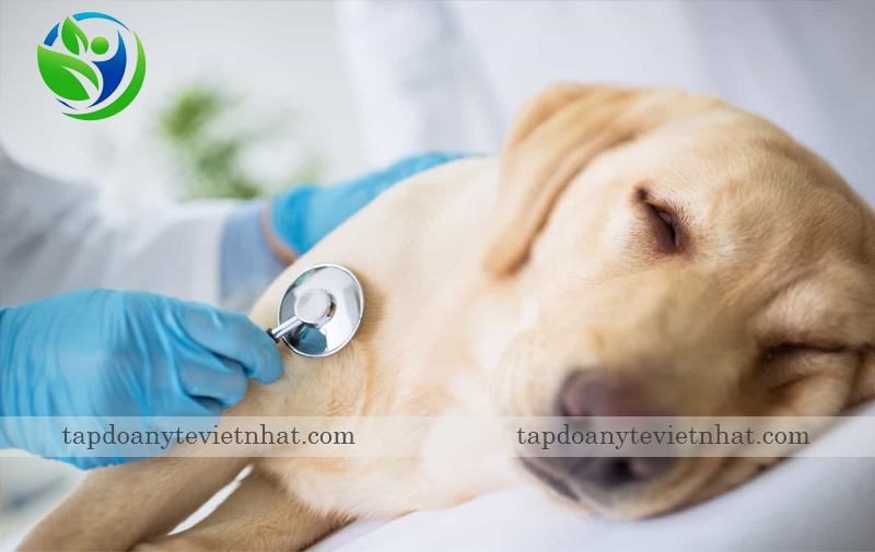 Điều trị bệnh Care ở chó bằng truyền dịch