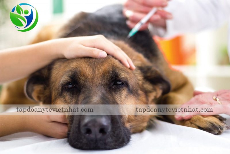 Chó biếng ăn do bệnh lý cần điều trị bệnh dứt điểm