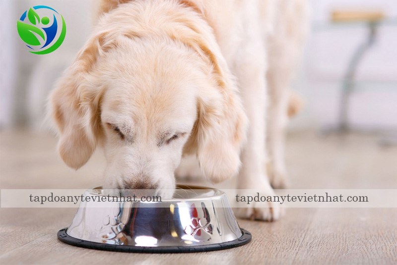 Tập thói quen ăn uống đúng giờ cho cún