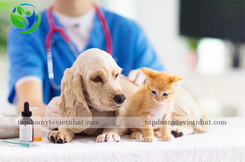 Tiêm nhắc vacxin cho chó mèo để ngăn ngừa bệnh dại