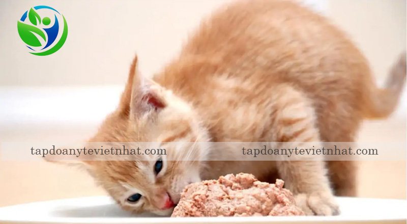 Cách làm thức ăn cho mèo