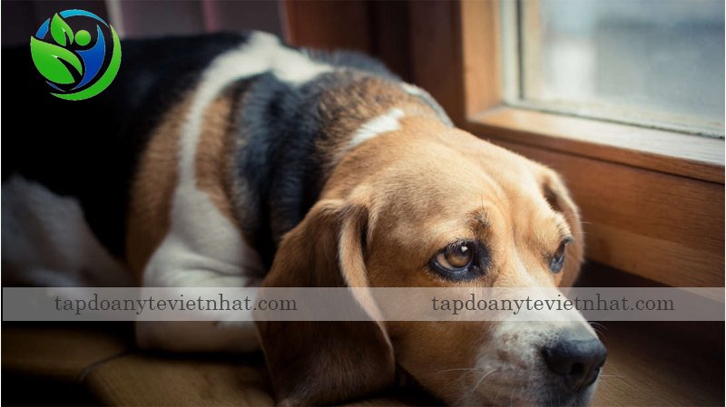 Bệnh Lepto gây đau vùng bụng của chó