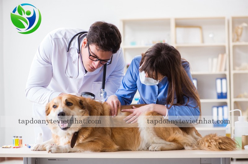 Điều trị bệnh Lepto ở chó