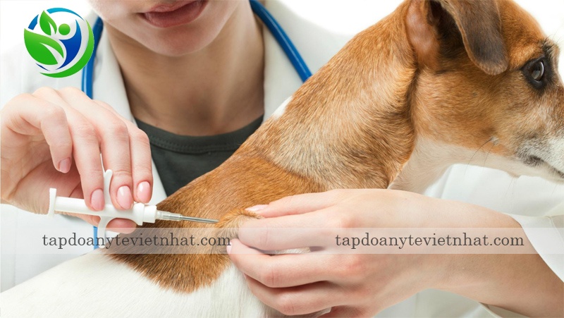 Tiêm vacxin ngừa Leptospira ở chó