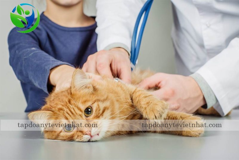 đưa mèo bị lưu thai đến phòng khám thú y