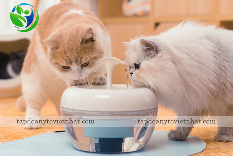 bổ sung nước cho mèo bị tiêu chảy