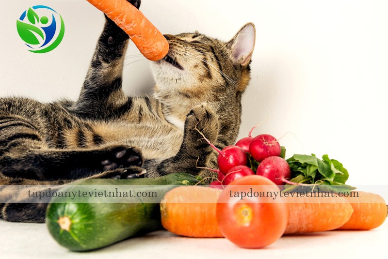 cân bằng chế độ ăn giúp cải thiện bệnh tiêu chảy ở mèo