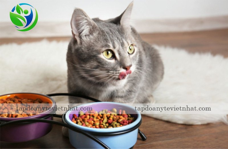 thức ăn không chất lượng khiến mèo bị tiêu chảy
