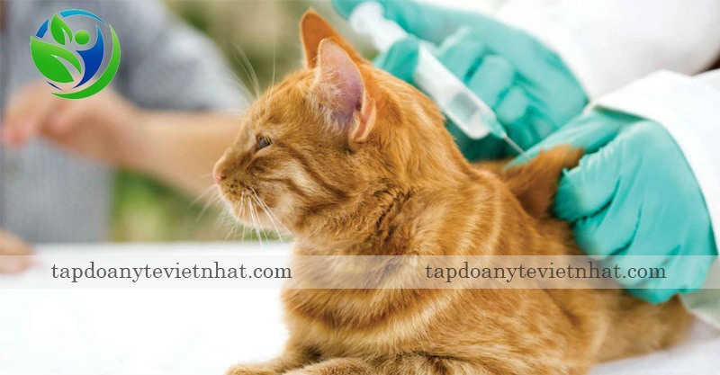 tiêm phòng đầy đủ ngăn bệnh tiêu chảy ở mèo