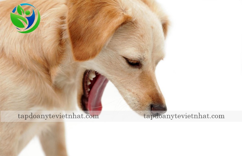 Chó nôn ói là dấu hiệu bệnh Parvo