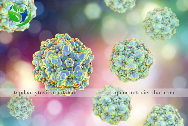 Hình ảnh Parvovirus