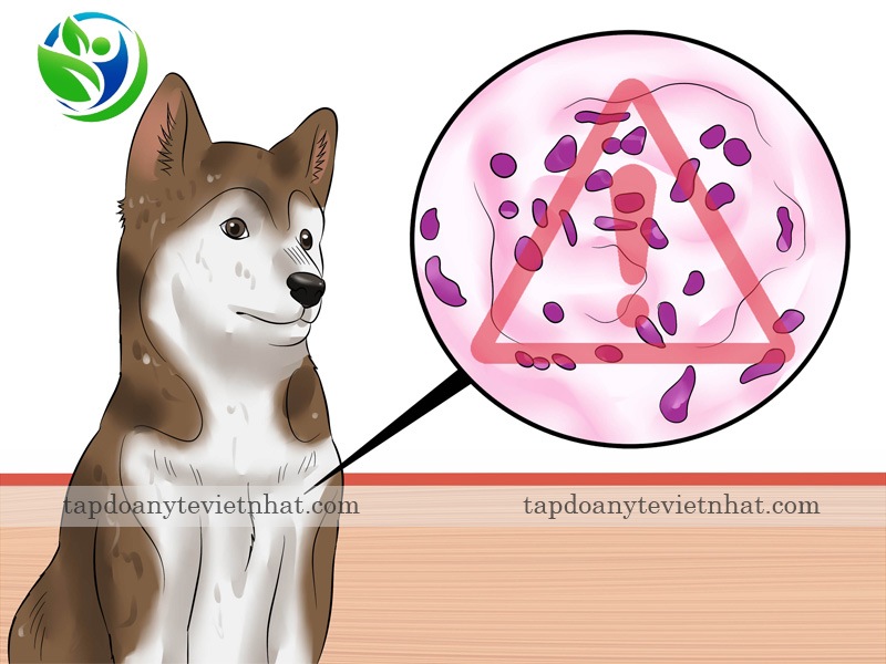 Parvovirus nhân lên nhanh chóng trong cơ thể chó
