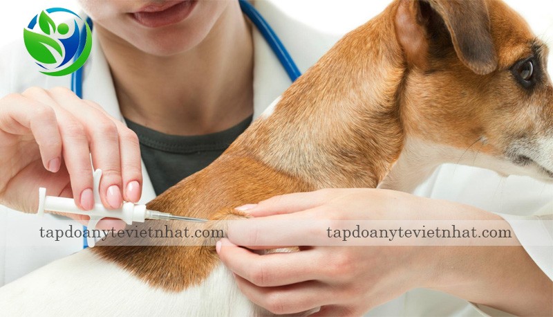 Tiêm vacxin cho chó là cách phòng bệnh tốt nhất