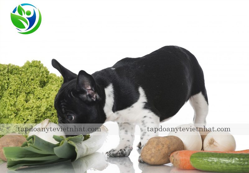 Chó phát triển khỏe mạnh khi ăn thức ăn tự nhiên