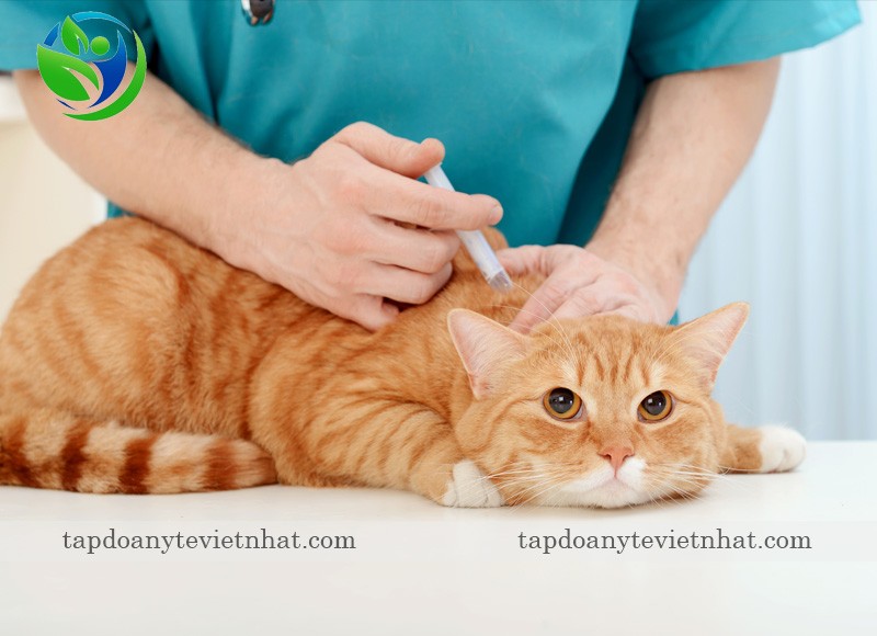 Tiêm vaccine phòng ngừa bệnh FIP ở mèo