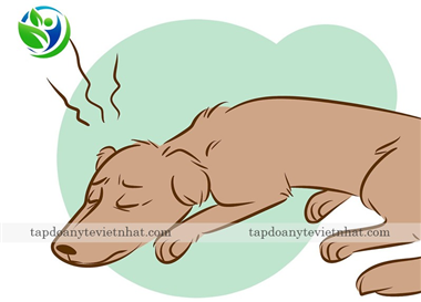 Bệnh Parvo ở chó là gì? Phương pháp điều trị hiệu quả cho cún cưng