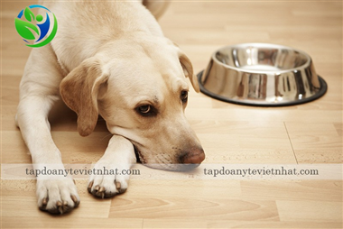 Chó chán ăn phải làm sao?| Cách xử lý bệnh biếng ăn ở chó hiệu quả