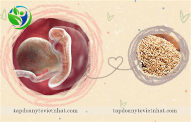 Sự phát triển của thai 5 tuần tuổi | Tuần này siêu âm có thấy không?